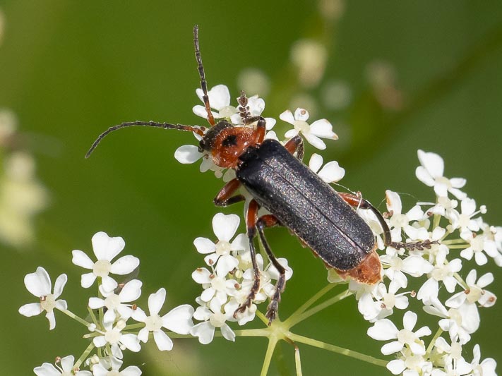 Cantharis rustica.jpg